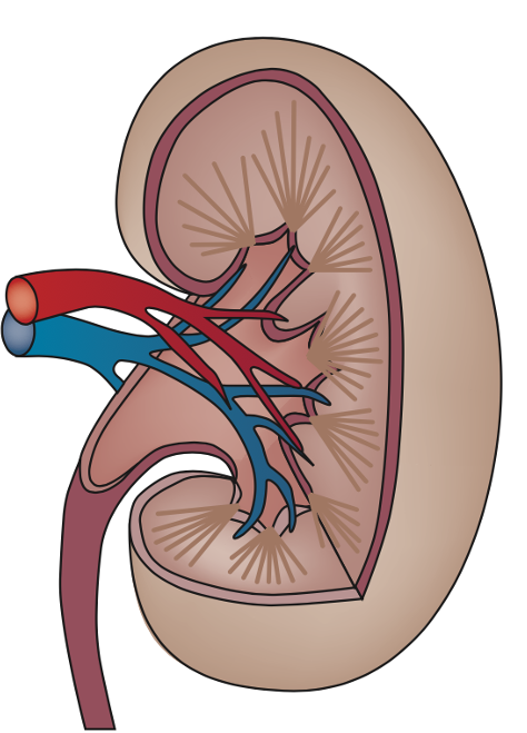 Anatomische doorsnede van de nier met arterie, vene en pelvis